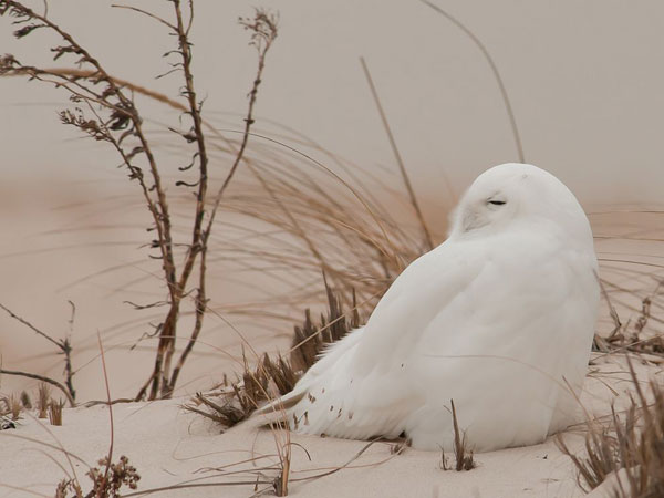 snowy owl نیم‌رخ